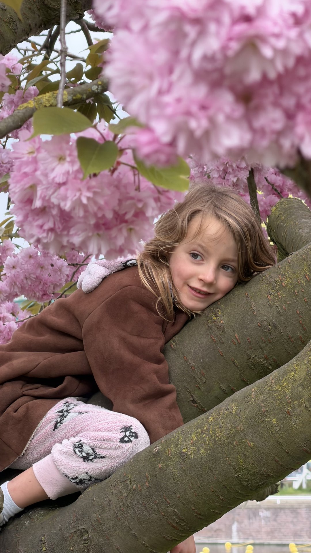 A young child with blonde hair is comfortably nestled in the branches of a vibrant pink cherry blossom tree at Kade West, Marineterrein, Amsterdam